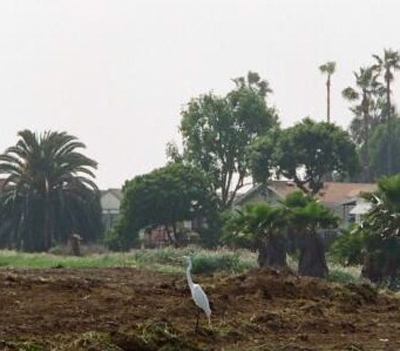 Egret in Destroyed Habitat at Loynes and Studebaker