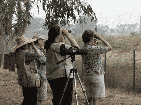 The Los Cerritos Wetlands