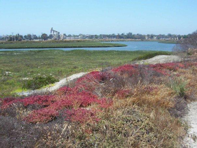 Steamshovel Slough at the Los Cerritos Wetlands.&nbsp;<br /> Photo:&nbsp;Cindy Crawford