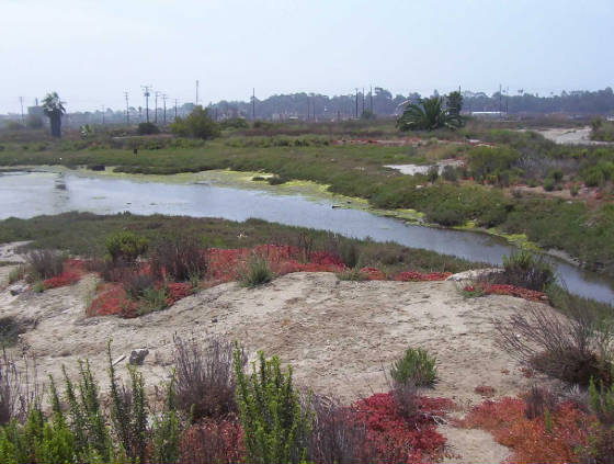 The California Coast Act was designed to protect
California's natural coastal resources, like the Los Cerritos Wetlands, from exploitation and development.   Attend our meeting on Monday to learn more