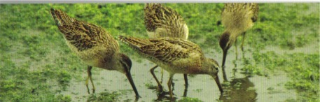 The Los Cerritos Wetlands
