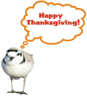 happy thanksgiving