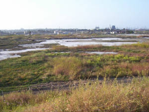 hellman Wetlands